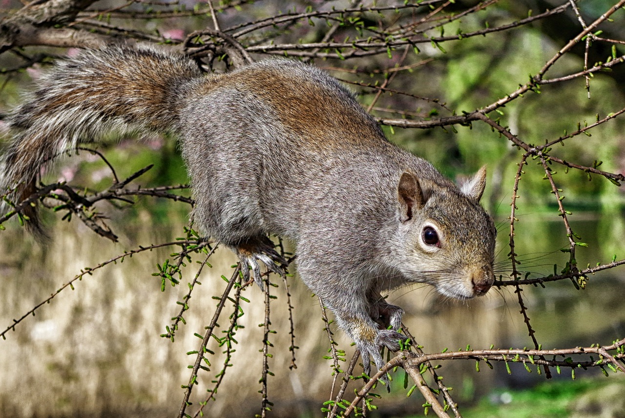 tree squirrel animal free photo