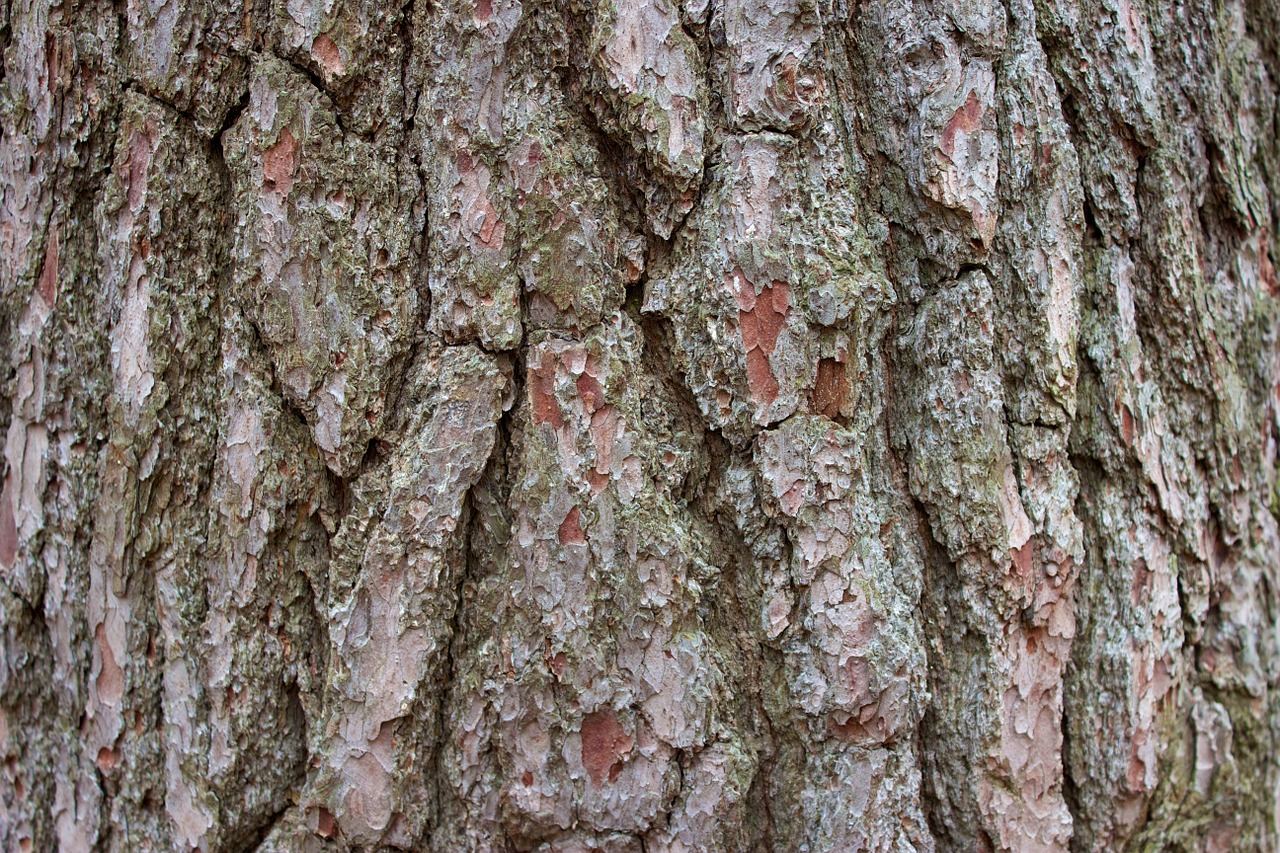 tree bark rough free photo