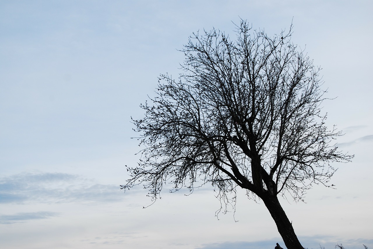 tree lonely winter free photo