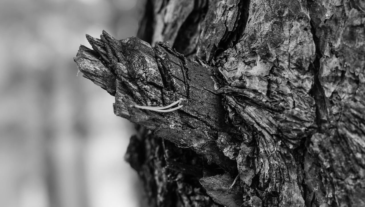 tree bark depth of sharpness free photo