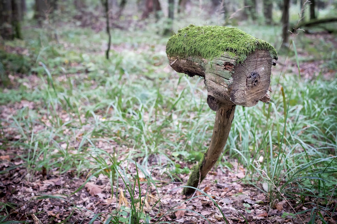 tree trunk stump free photo