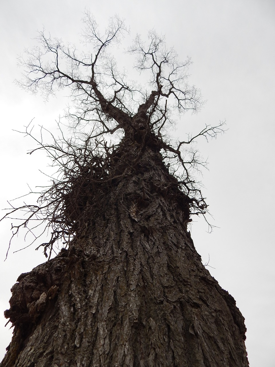 tree earth sky free photo