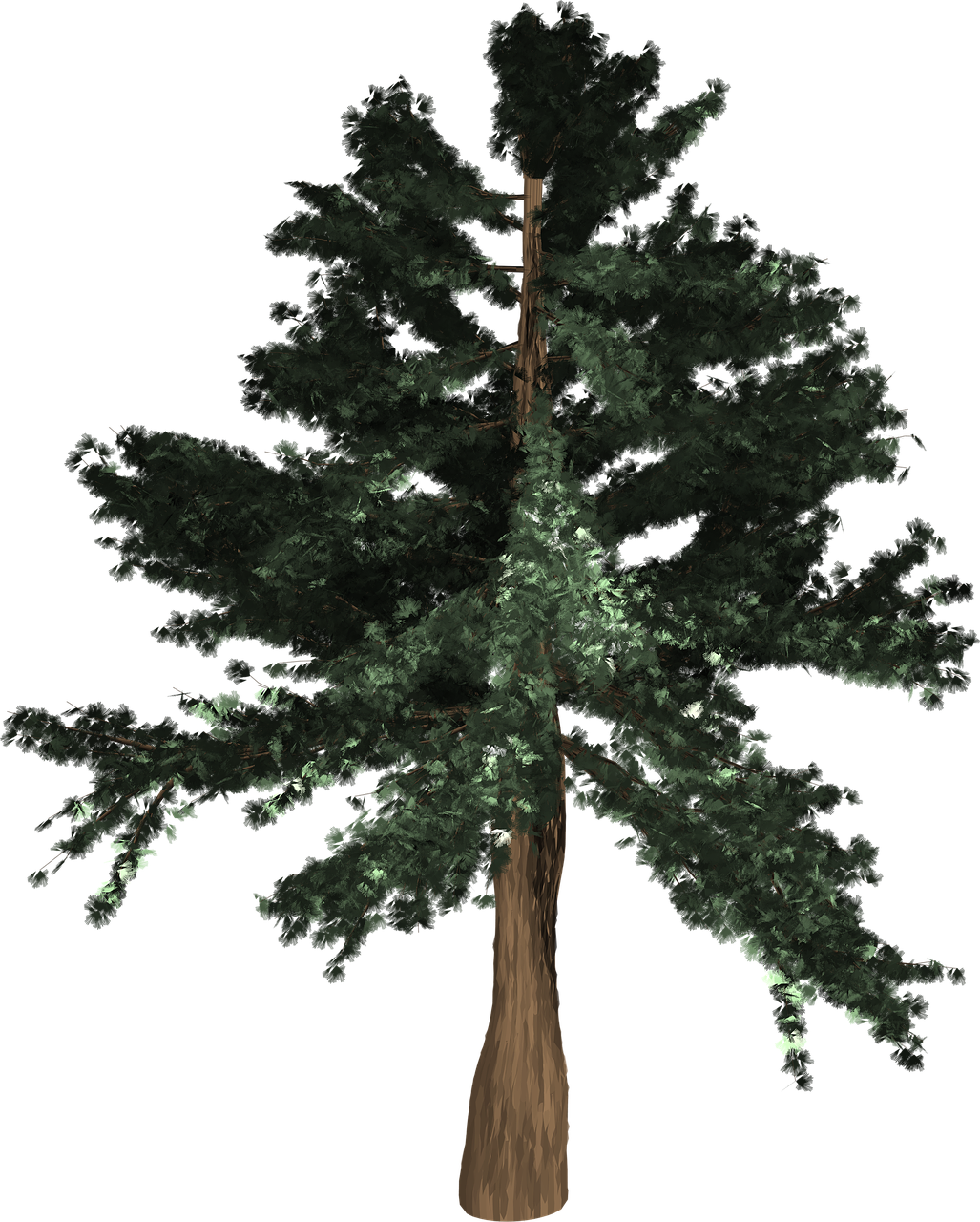 tree evergreen isolated free photo