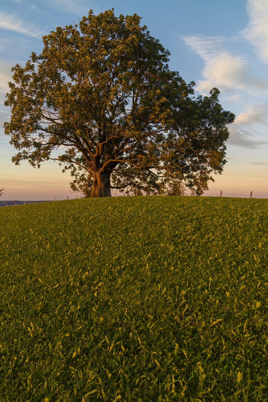 tree sunset abendstimmung free photo