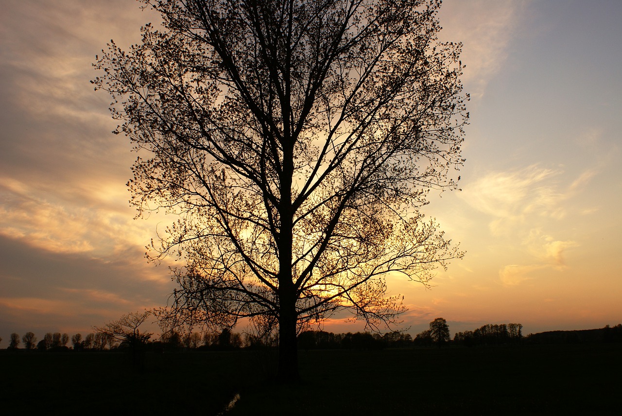 tree evening sky free photo