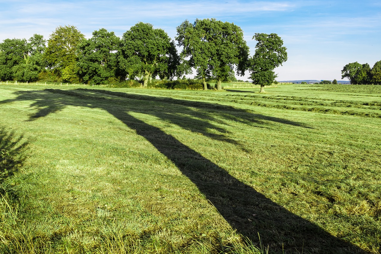 tree shadow large free photo