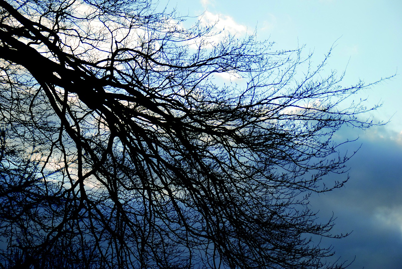 tree clouds sky free photo