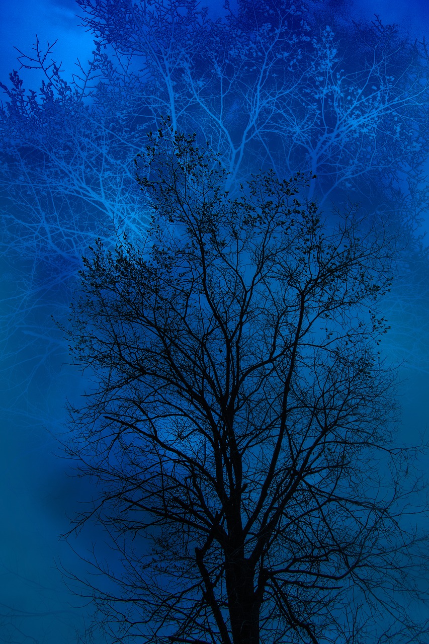 tree blue black free photo