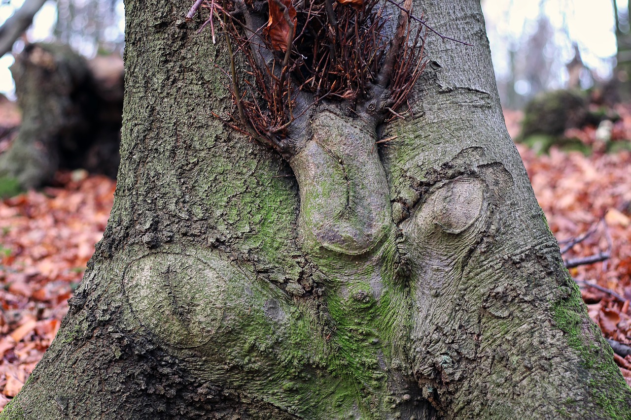 Tree,funny face,forest spirits,tree bark,nature - free image