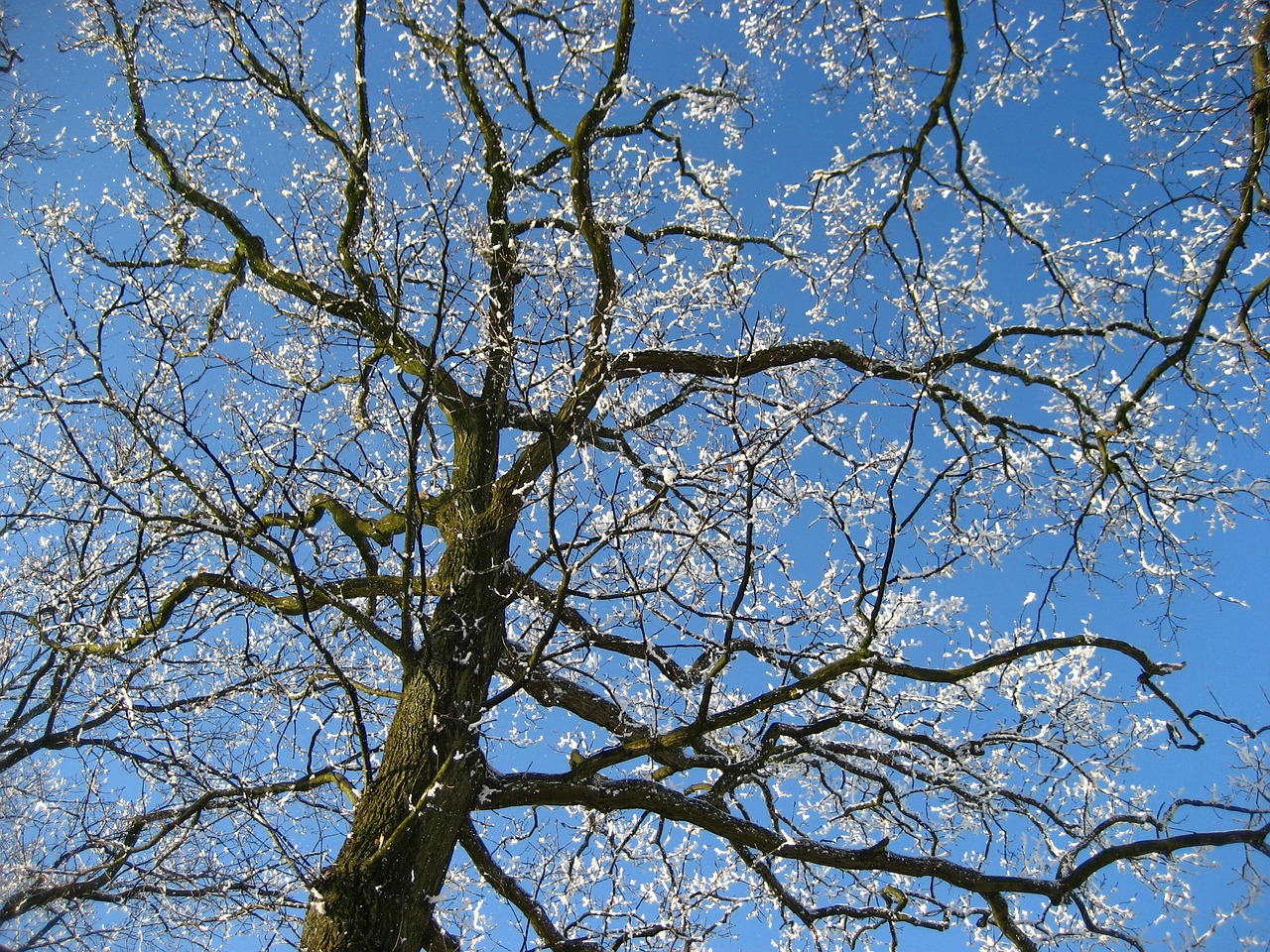 tree winter nature free photo