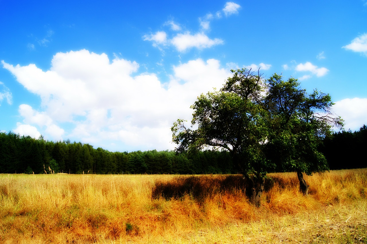 tree forest field free photo