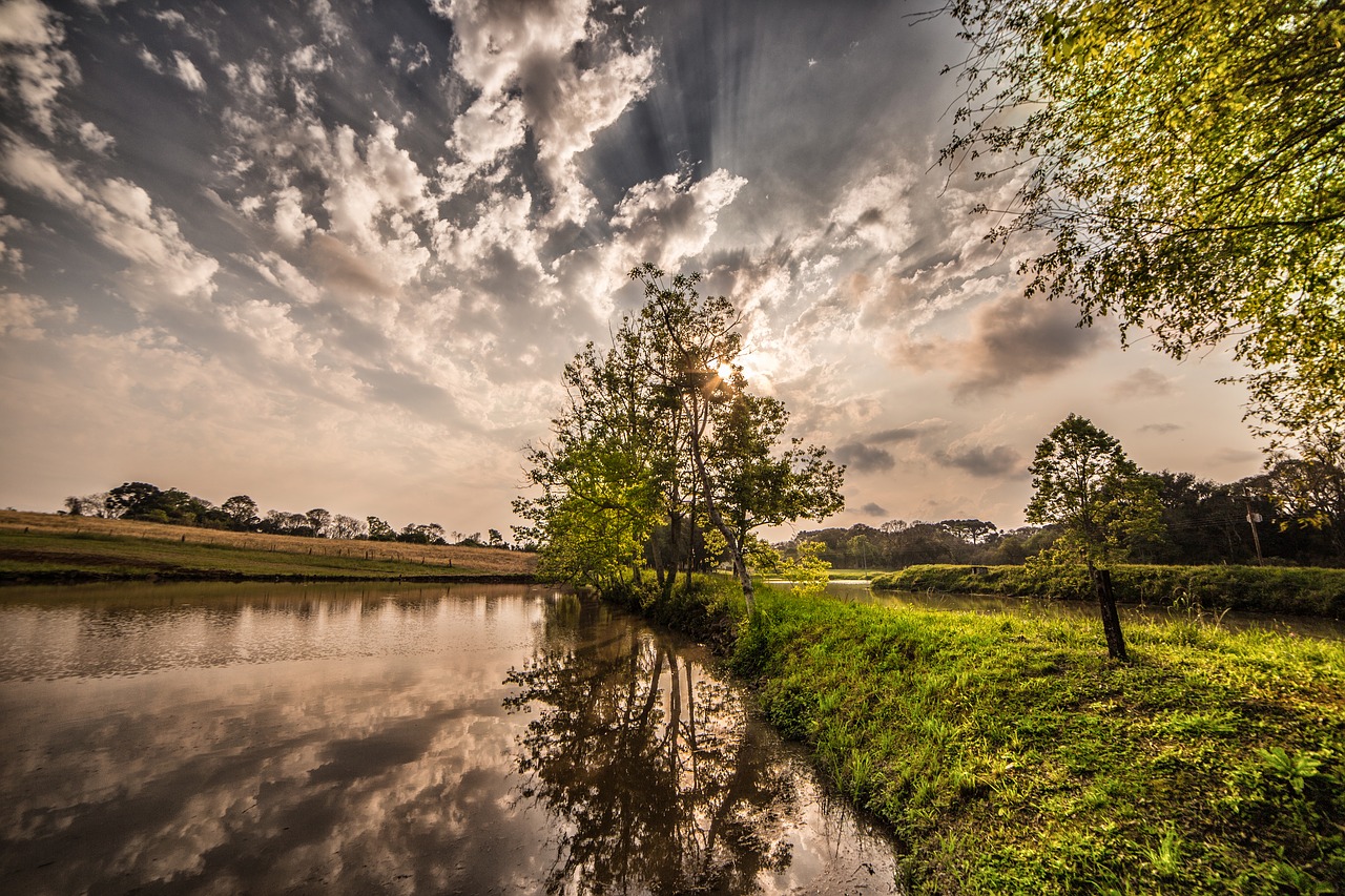 tree nature sky free photo