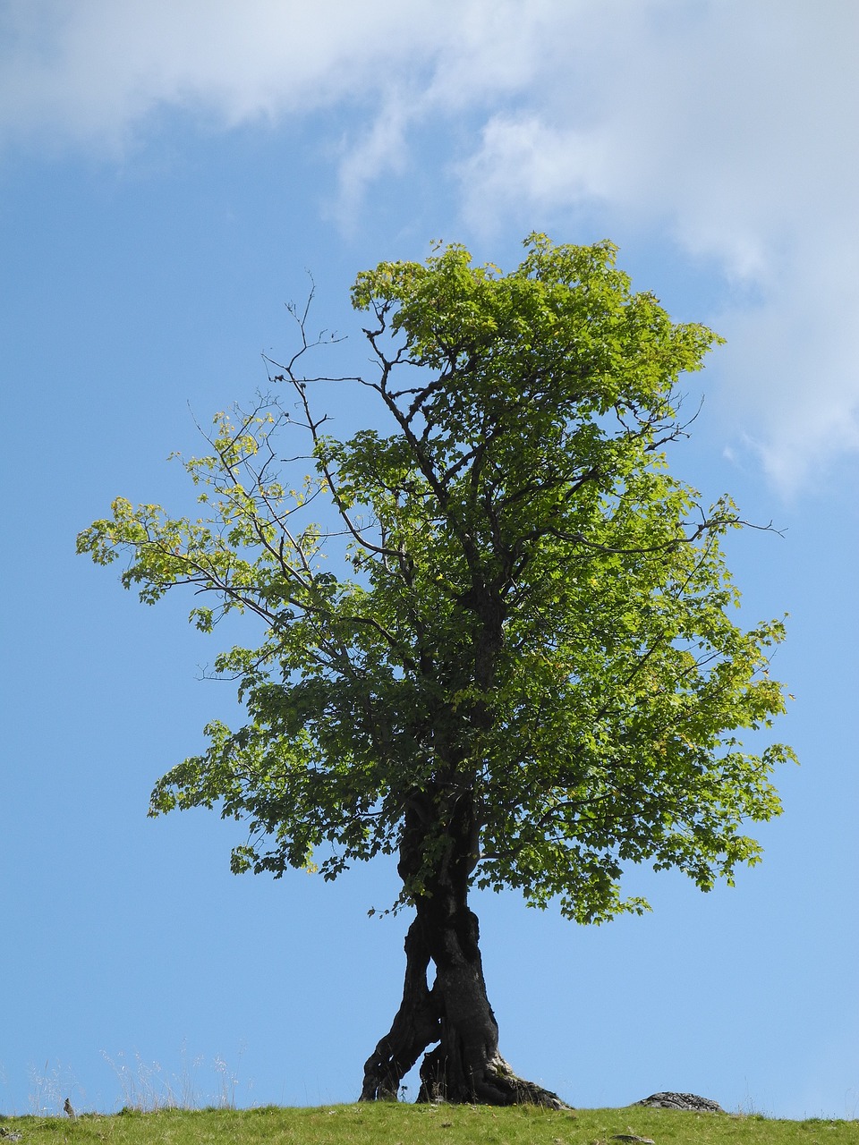 tree green old tree free photo