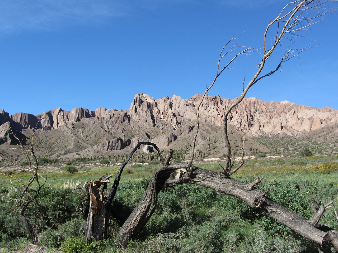 tree mountain sky free photo