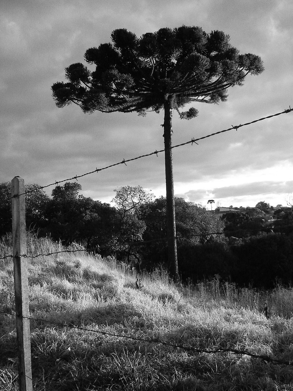 tree nature about free photo