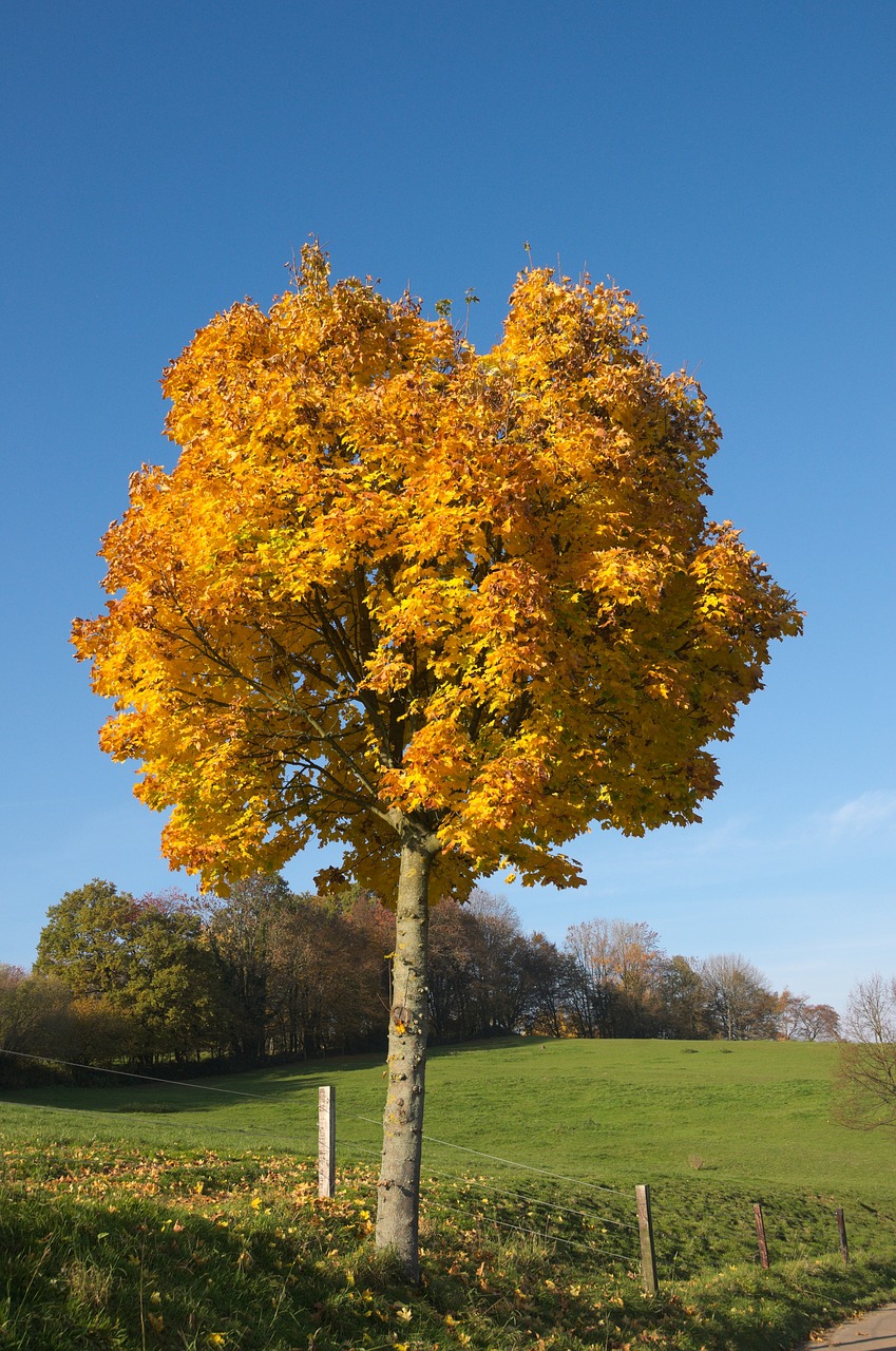 tree autumn landscape free photo