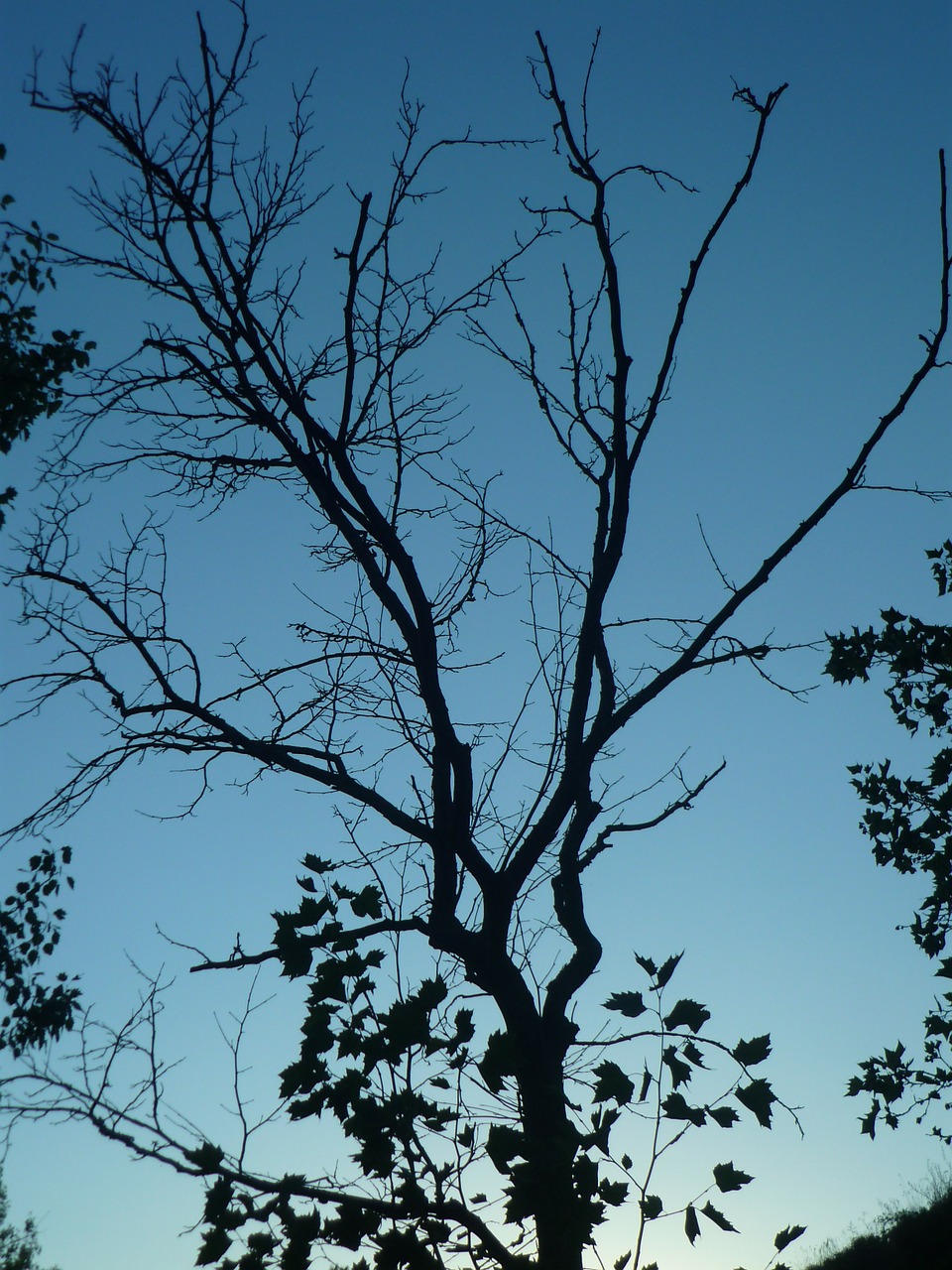 tree shadow backlight free photo