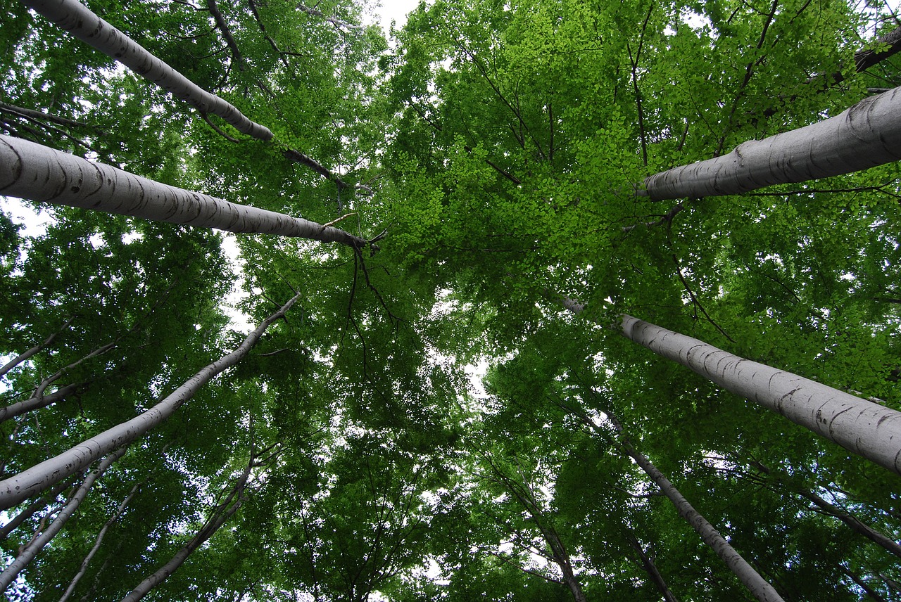 tree green nature free photo