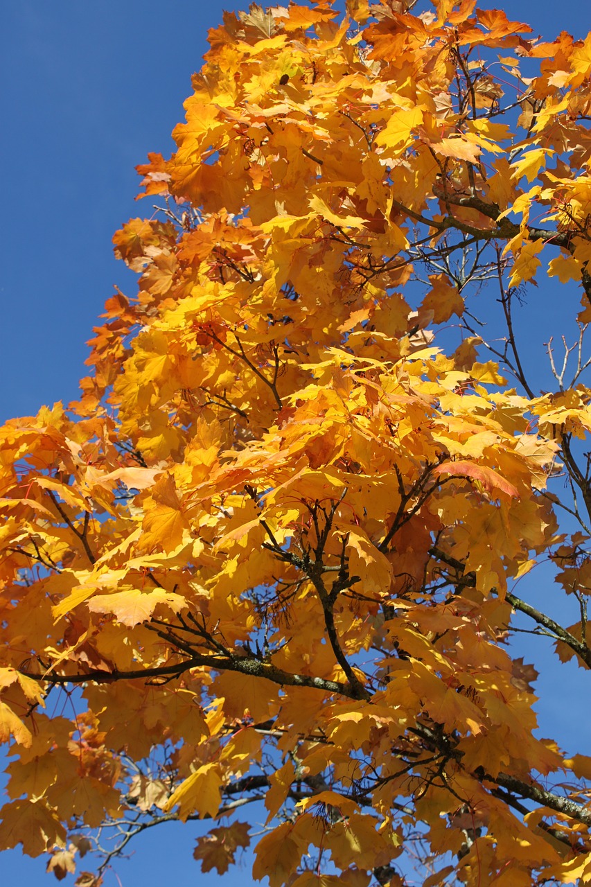 tree branch nature free photo