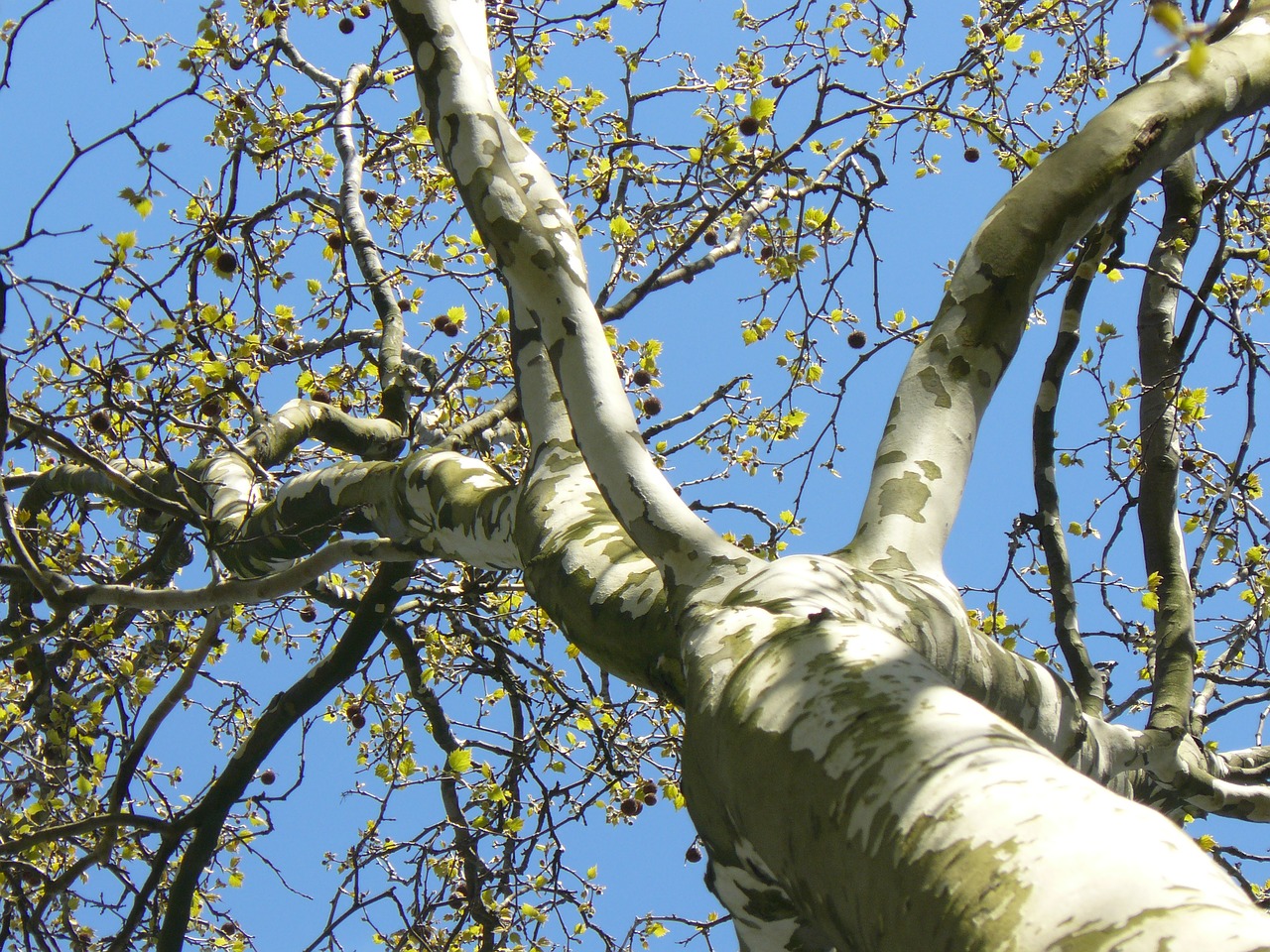 tree sky blue free photo