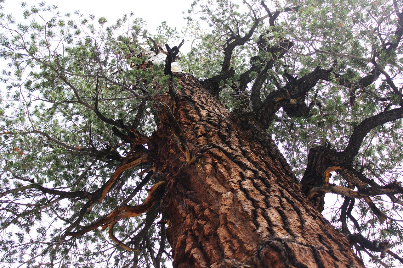 tree old nature free photo