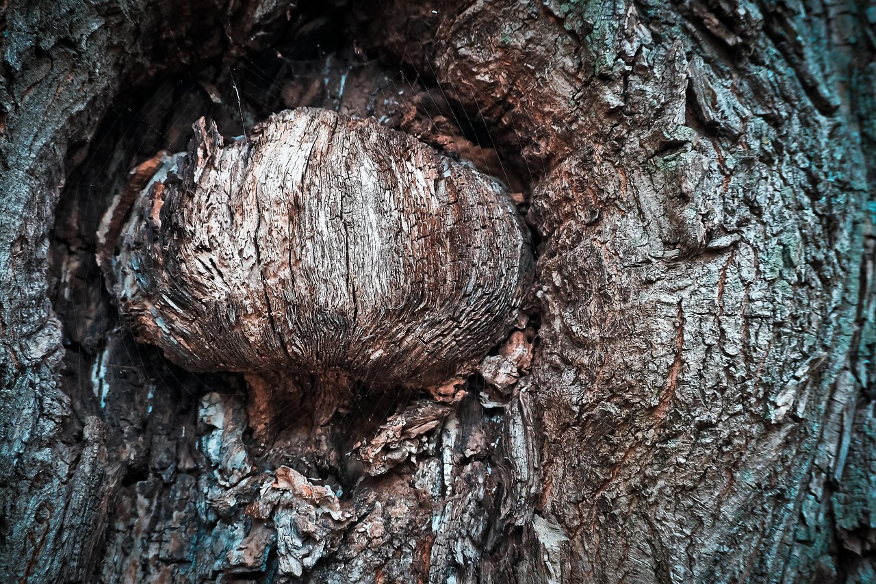 tree bark log free photo