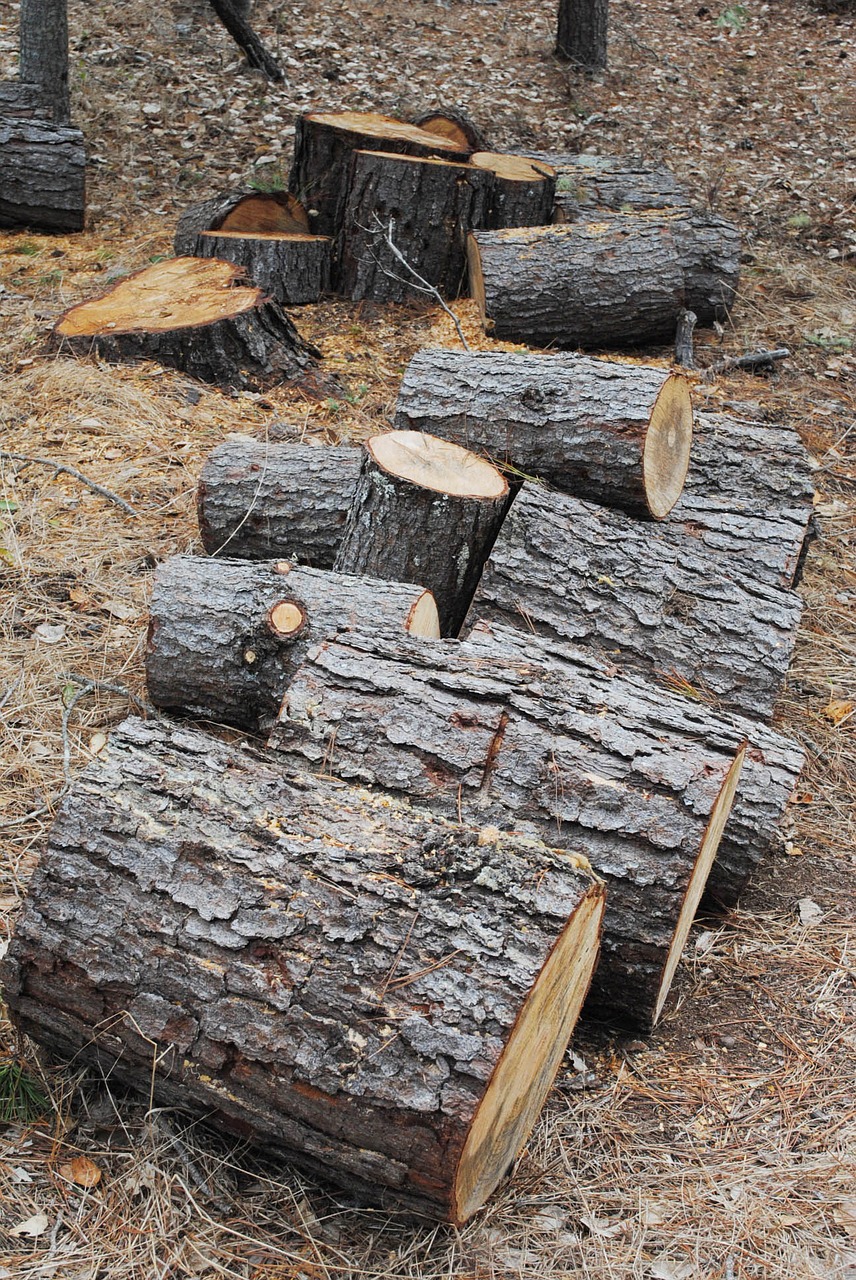 tree logs lumber free photo