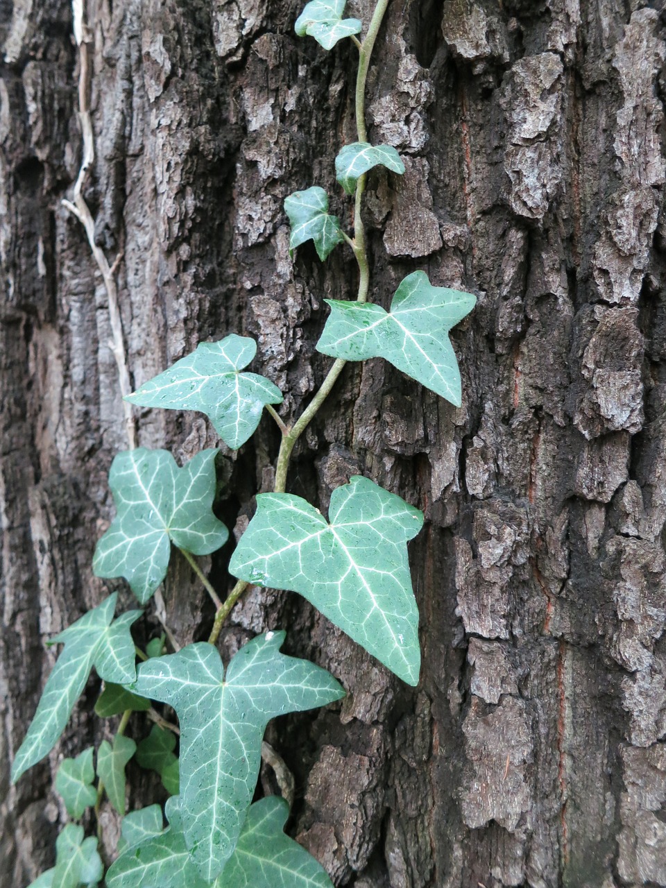 tree nature ivy free photo