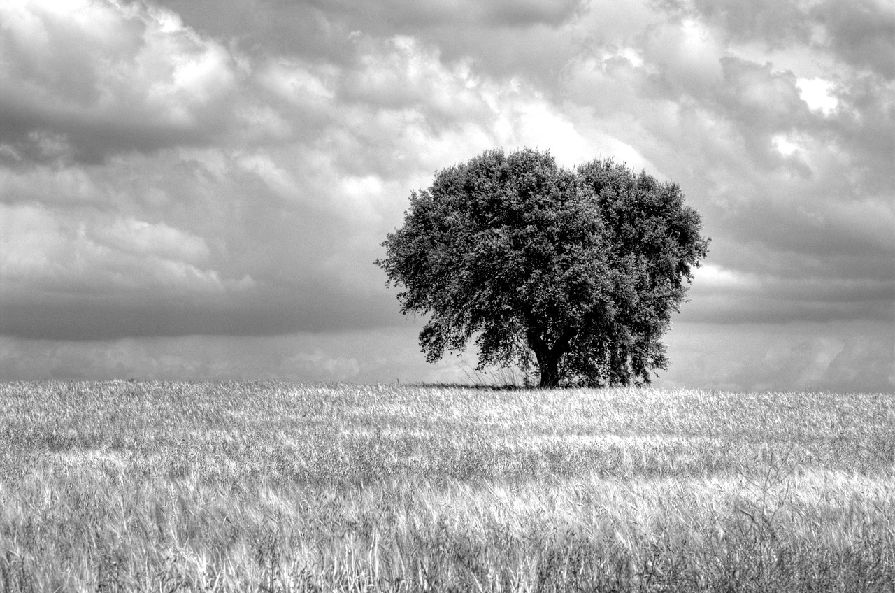 tree field sinister free photo