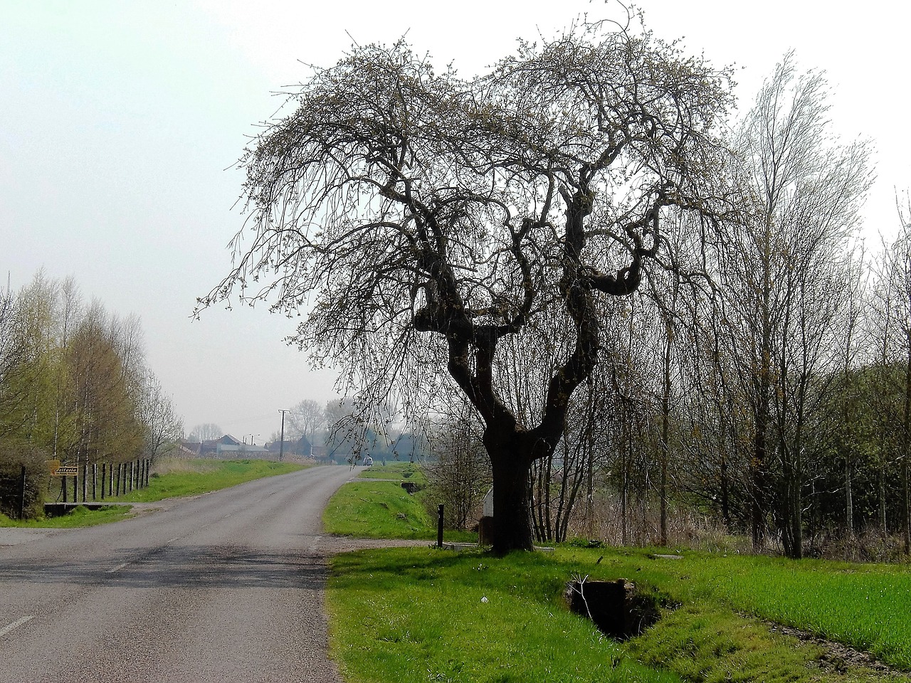 nature landscape branches free photo