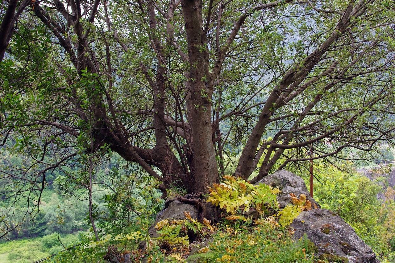 tree branches leaves free photo