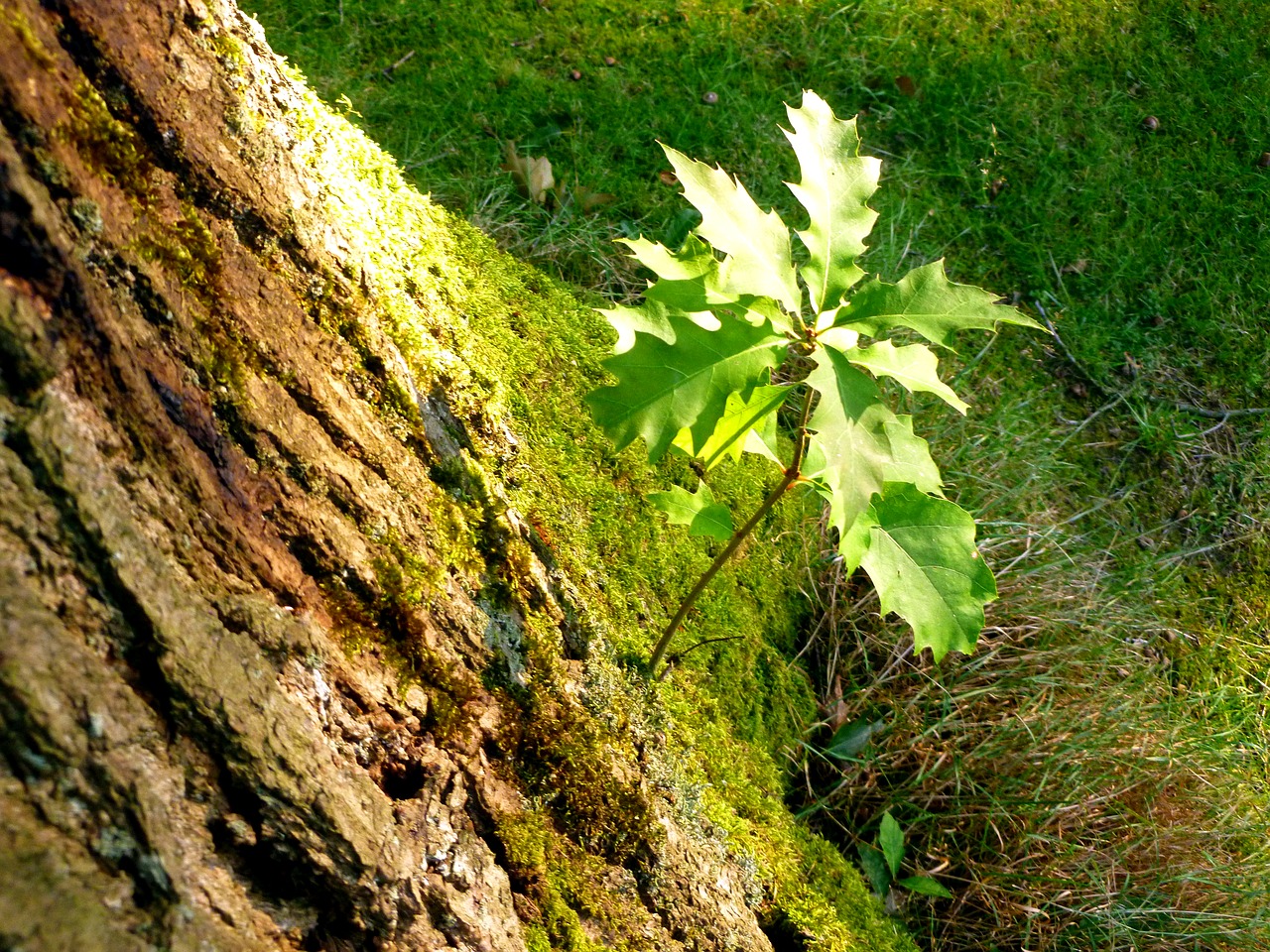 tree oak park free photo