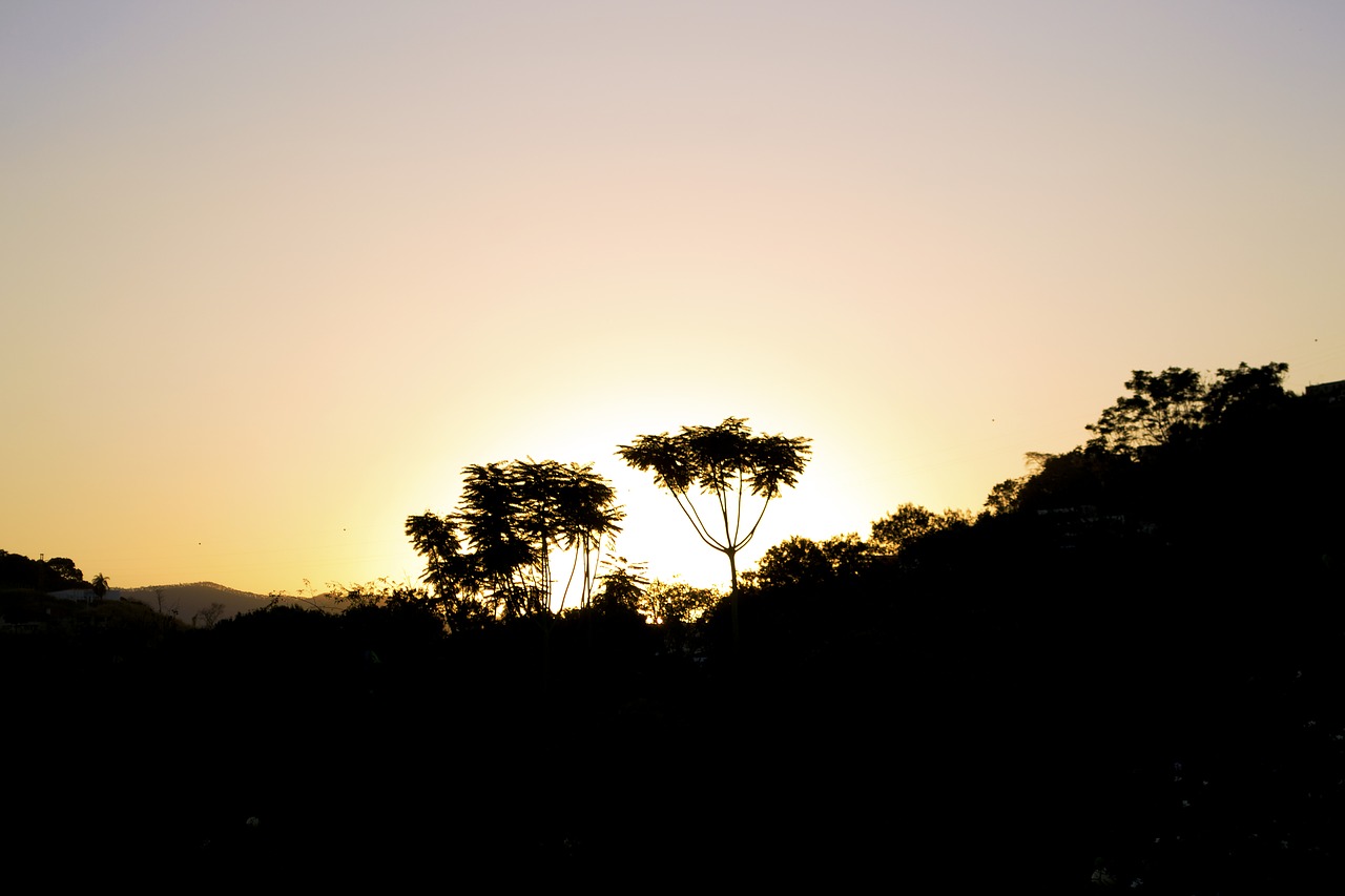 tree sunset silhouette free photo