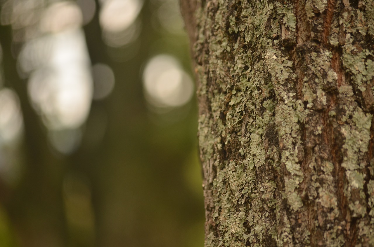 tree nature green free photo