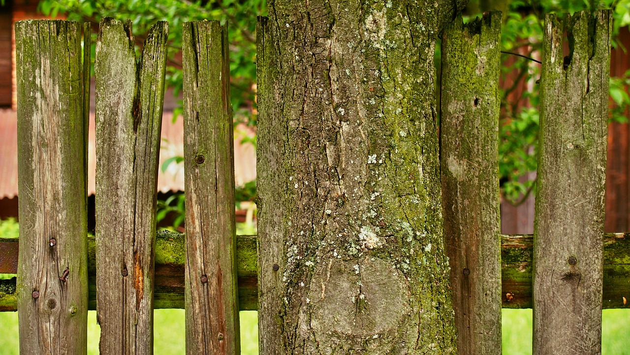 tree fence green free photo