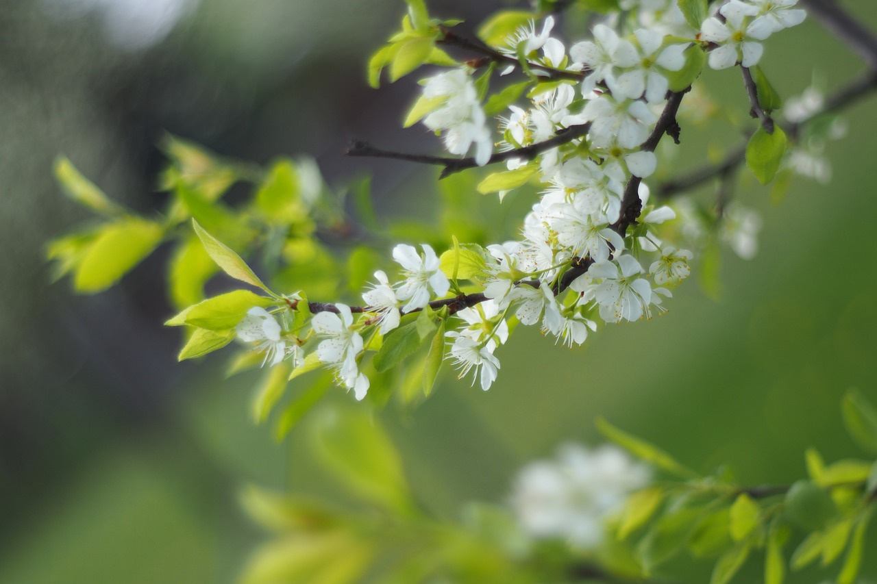 tree flower green free photo