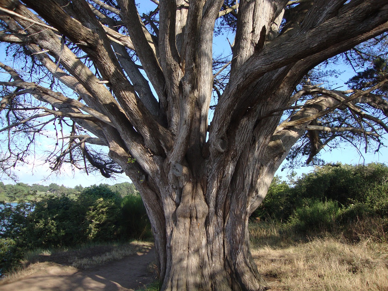 brittany morbihan nature free photo