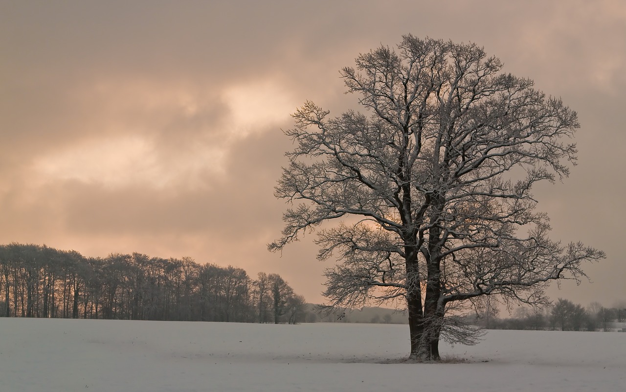 tree nature snow free photo