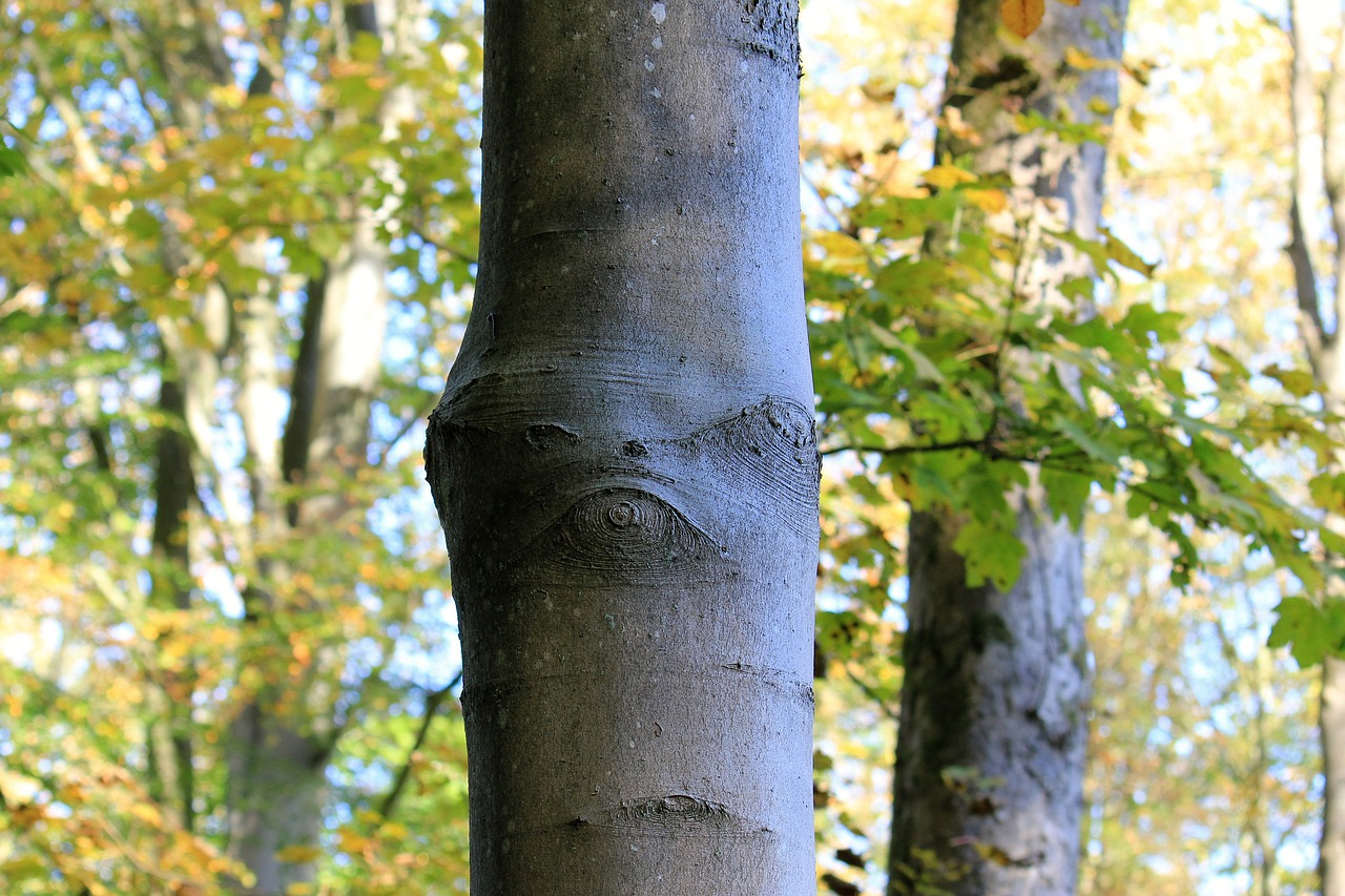 tree spirit of the forest nature free photo