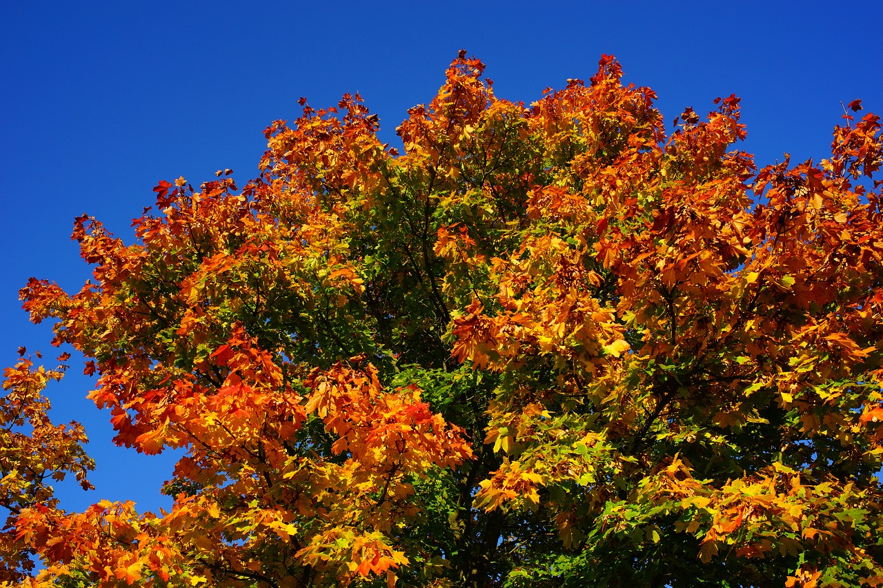 tree late summer autumn free photo