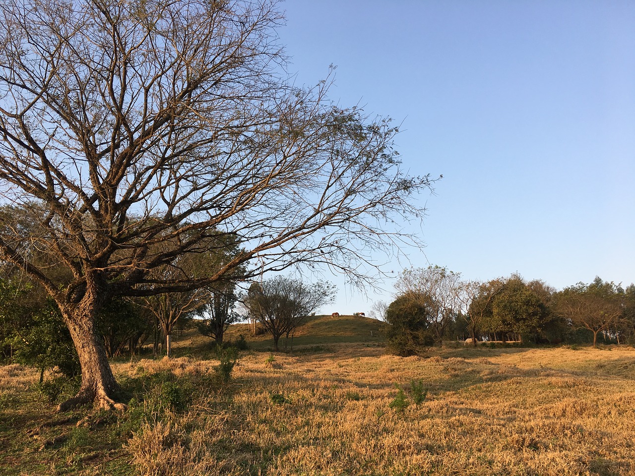 tree sol dry free photo