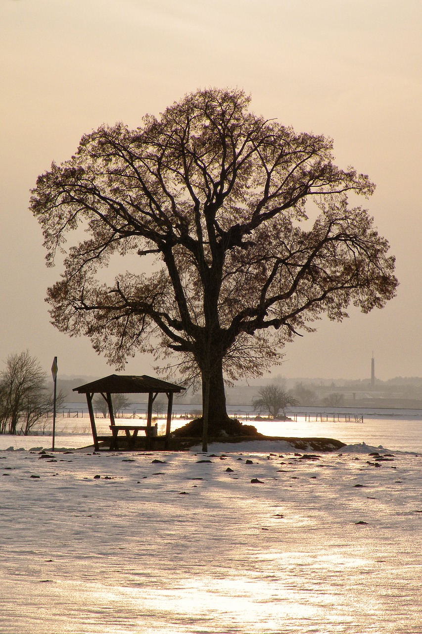 tree sunset winter impressions free photo