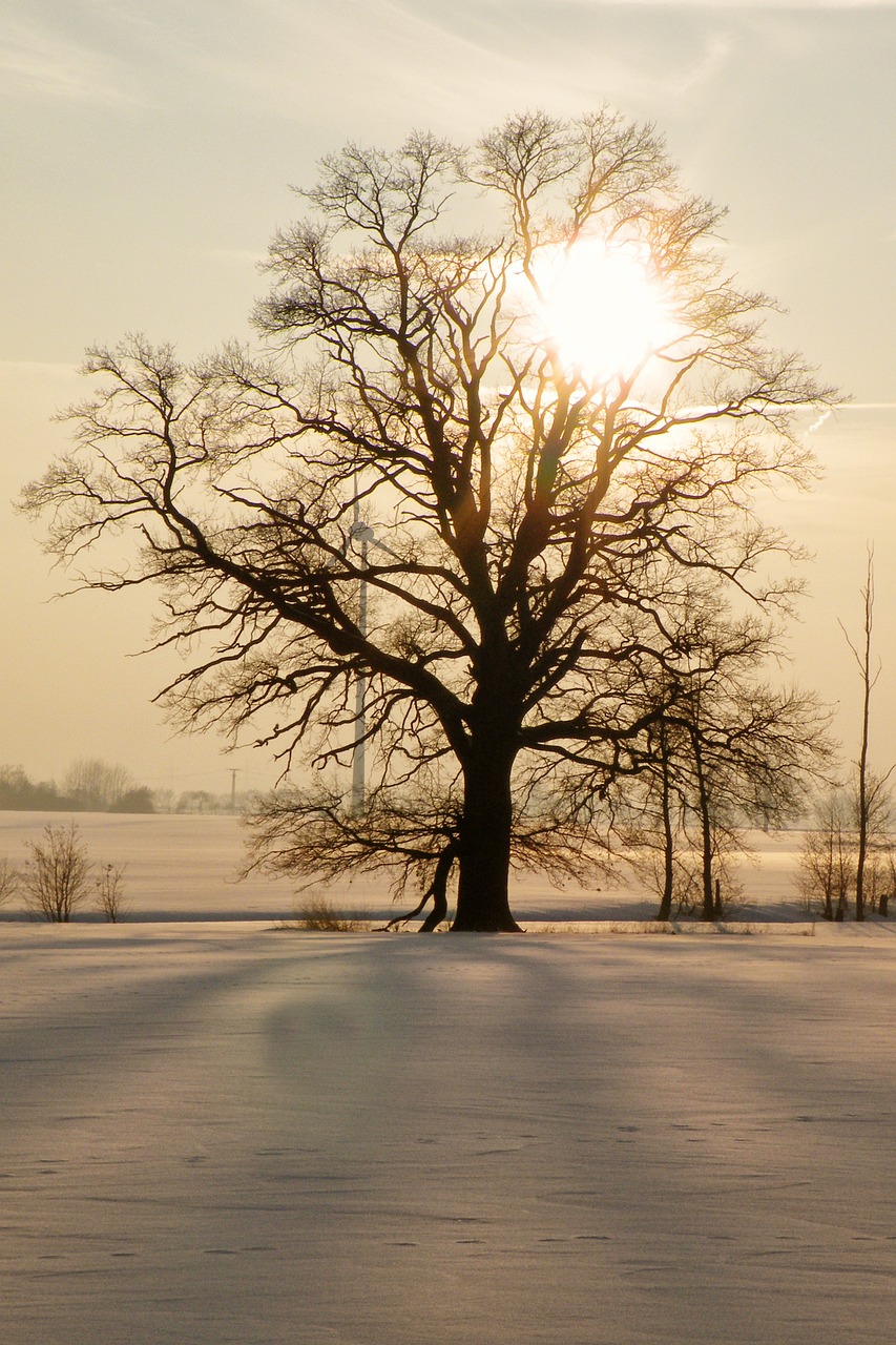 tree sunset winter impressions free photo
