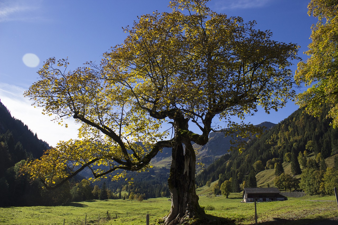 tree autumn landscape free photo