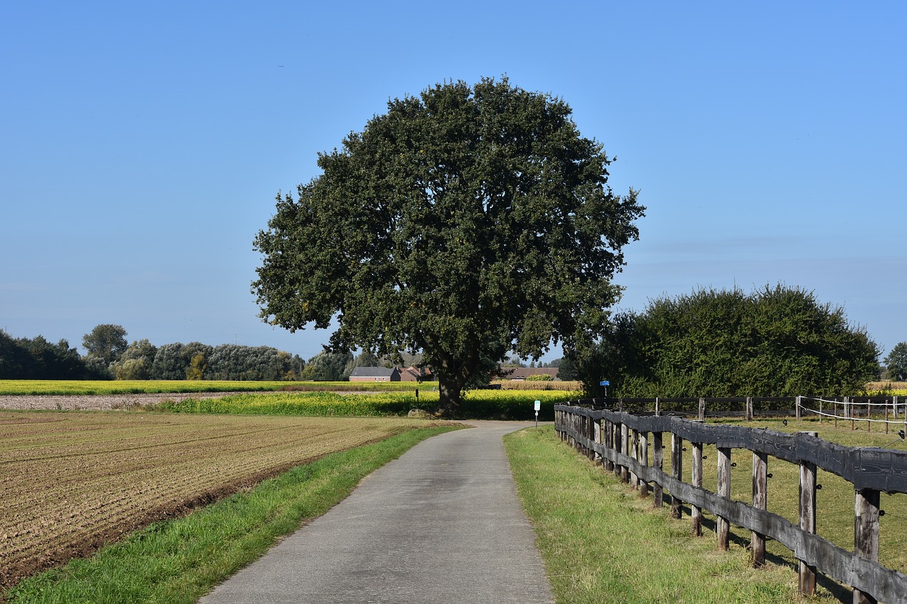 tree field road free photo