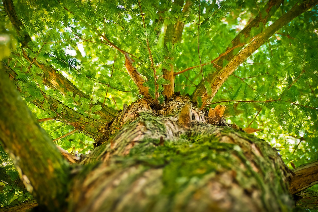 tree aesthetic branches free photo