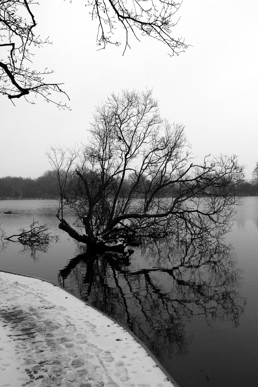 tree snow bridge free photo