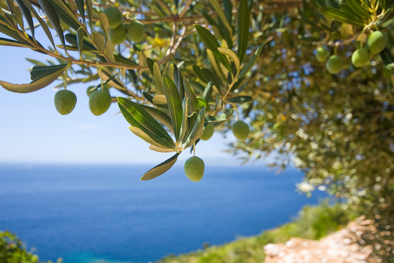 tree olive the olives free photo