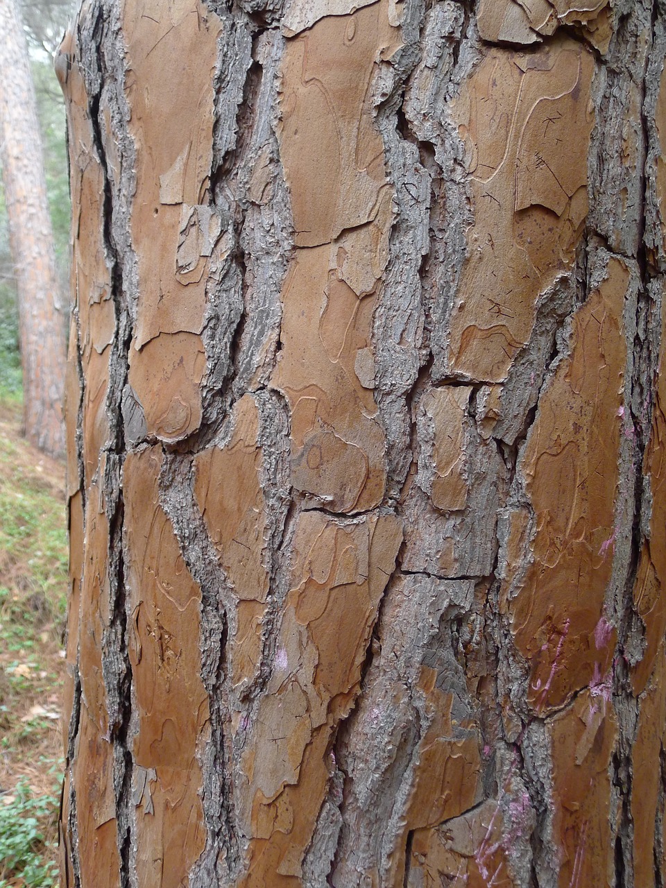 tree bark tribe free photo