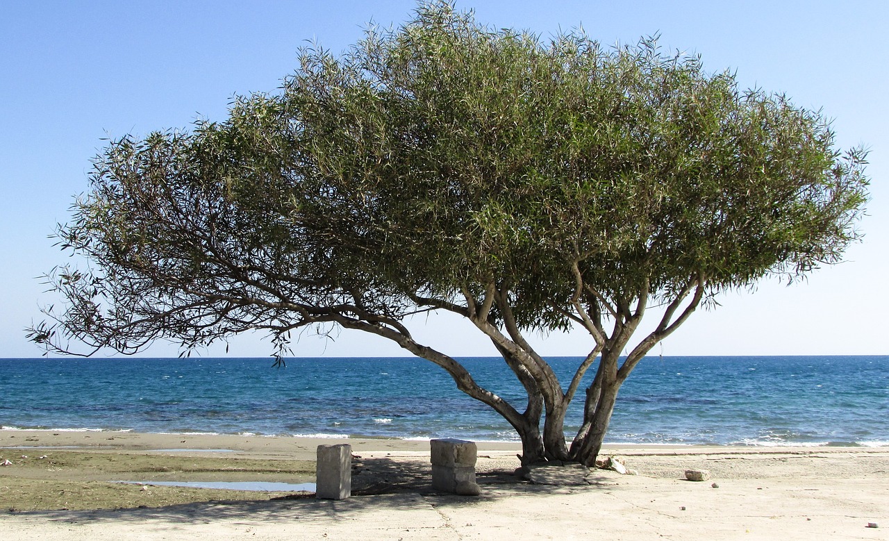 tree beach seaside free photo